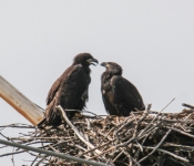 2016 06 11 WildLife MPLS 018